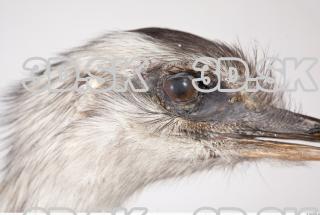 Emus head photo reference 0041